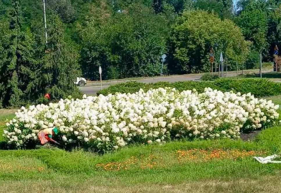 Гортензії на Броварському проспекті: як вирощують квіти людського зросту