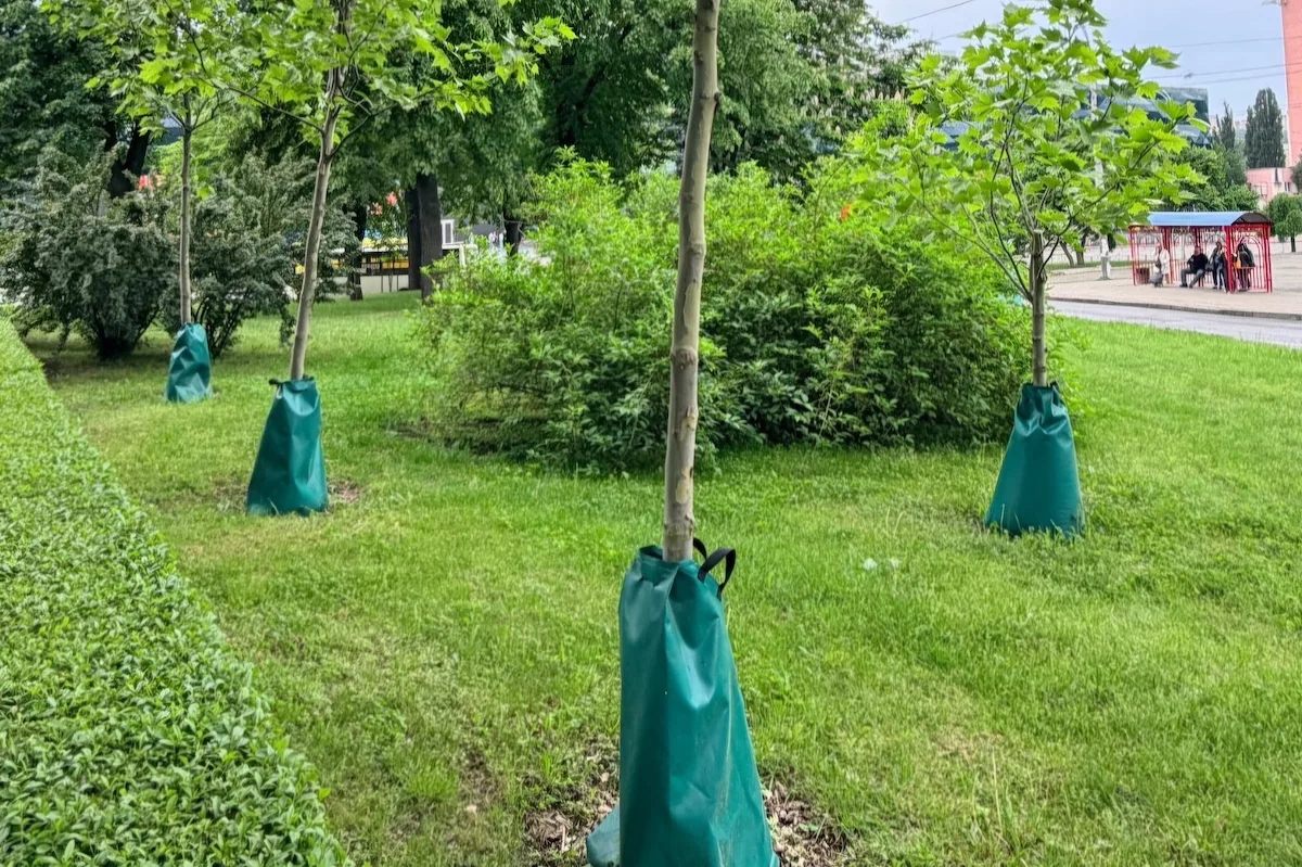 Крапельний полив дерев у Києві: як працюють мішки та чому їх не наповнюють