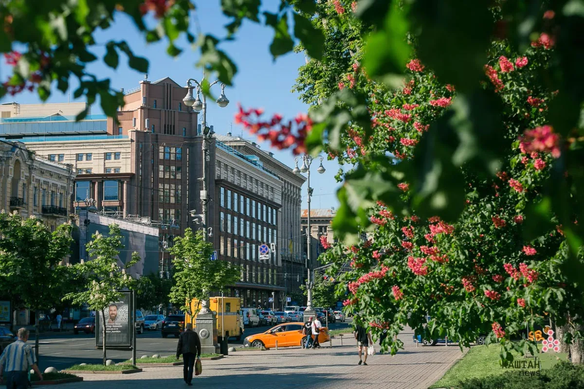 План порятунки київських каштанів: як столиця захищає дерева у 2026